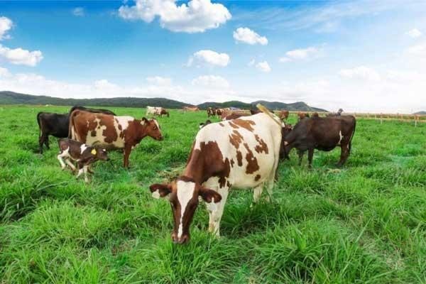 کود حیوانی چیست؟