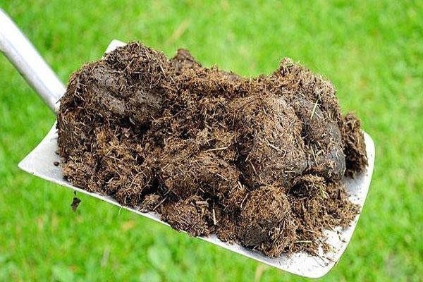 معایب و مضرات کود حیوانی تازه و پوسیده نشده