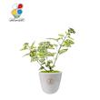 گیاه طبیعی گل سنگ مدل GN13-29S