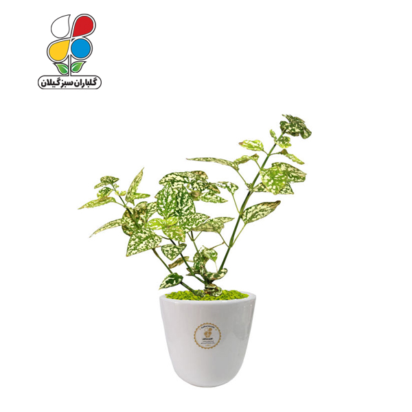 گیاه طبیعی گل سنگ مدل GN13-29S