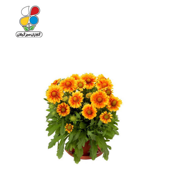 بذر گل رعنا زیبا بسته بندی کوچک مدل GPSF7S 