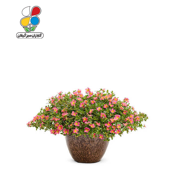 بذر گل ناز آفتابی بسته بندی بزرگ مدل GPSF7L