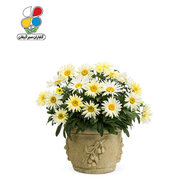 بذر گل مینا بسته بندی کوچک مدل GPSF7S 