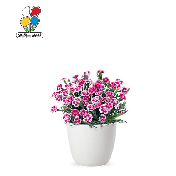 بذر گل میخک بسته بندی بزرگ مدل GPSF7L
