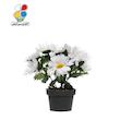 بذر گل مارگریت بسته بندی بزرگ مدل GPSF7L