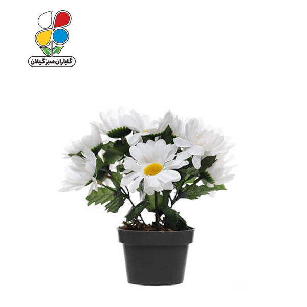 بذر گل مارگریت بسته بندی بزرگ مدل GPSF7L