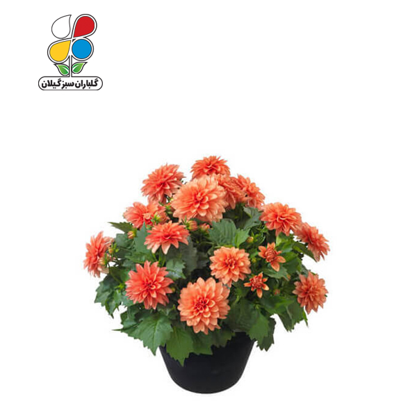 بذر گل کوکب الوان بسته بندی بزرگ مدل GPSF7L