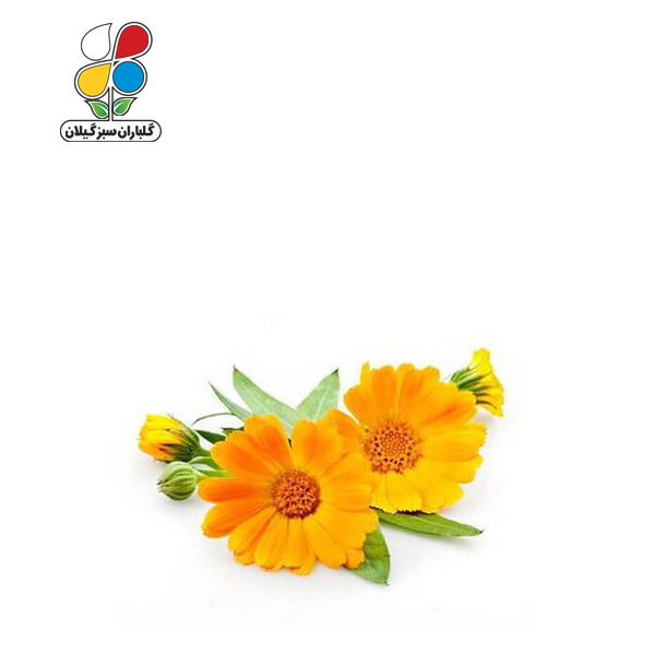بذر گل همیشه بهار بسته بندی بزرگ مدل GPSF7L