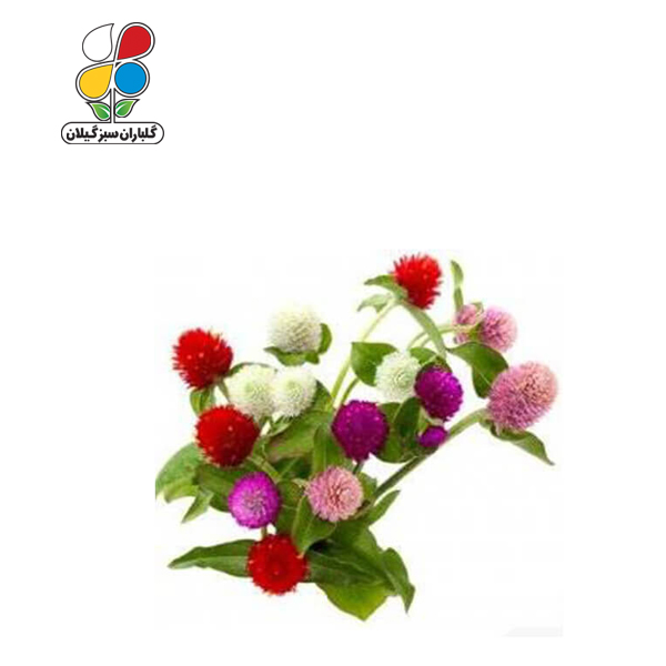 بذر گل ( تکمه ای ) دکمه ای بسته بندی بزرگ مدل GPSF7L 