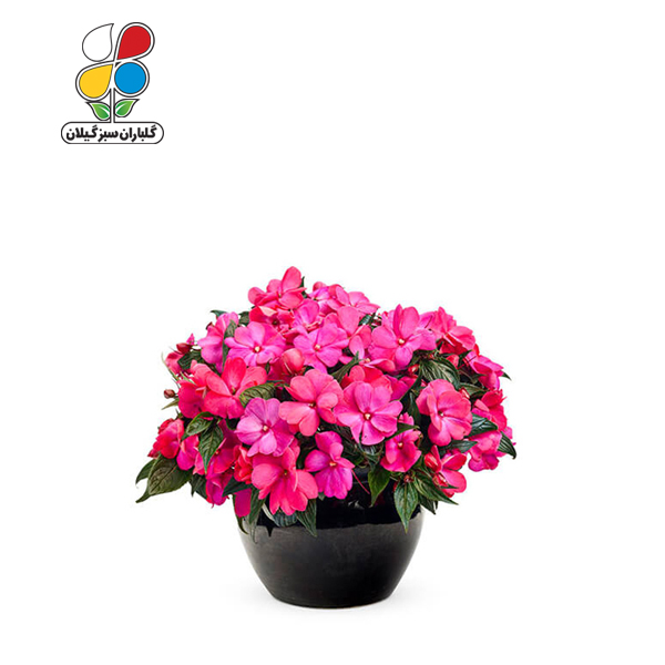بذر گل حنایی بسته بندی بزرگ مدل GPSF7L