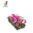 بذر گل اطلسی بسته بندی بزرگ مدل GPSF7L