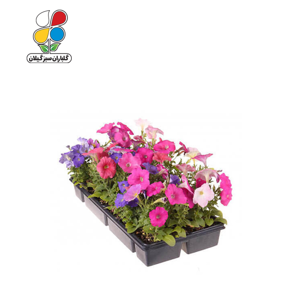 بذر گل اطلسی بسته بندی بزرگ مدل GPSF7L