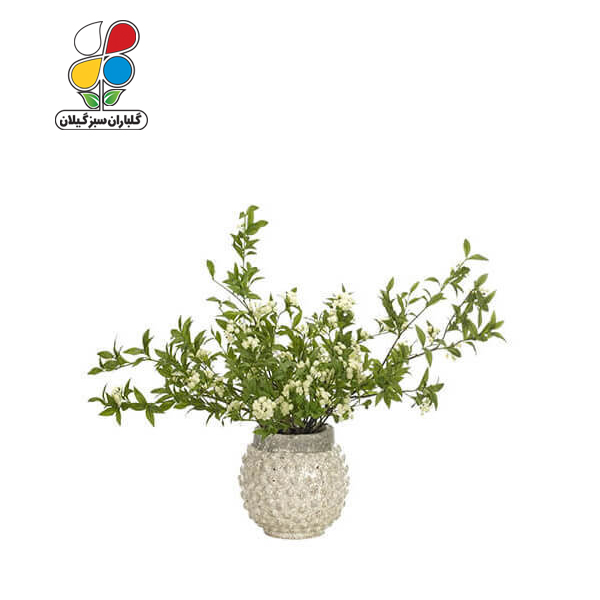 بذر گل عروس بسته بندی بزرگ مدل GPSF7L