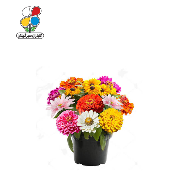 بذر گل آهار بسته بندی بزرگ مدل GPSF7L