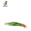 بذر پیازچه قرمز بسته 3 عددی مدل GPSV7L