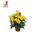 بذر گل ستاره ای بسته کوچک مدل GPSF7S 