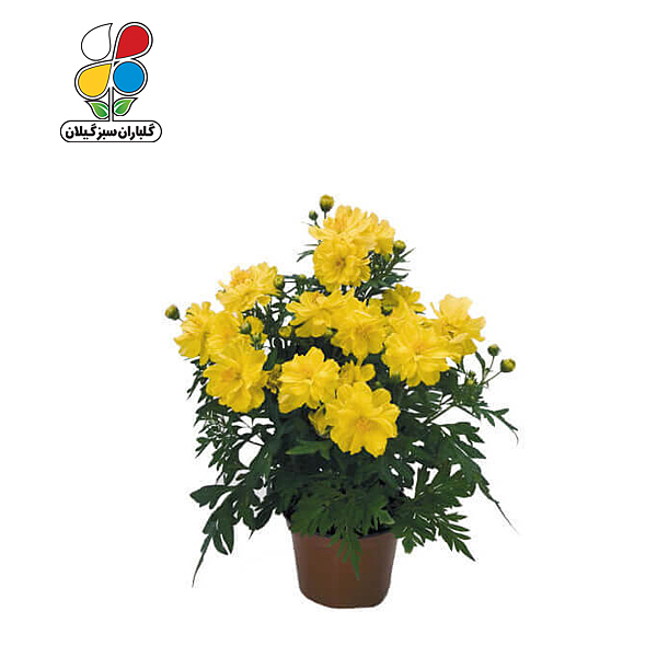 بذر گل ستاره ای بسته کوچک مدل GPSF7S 