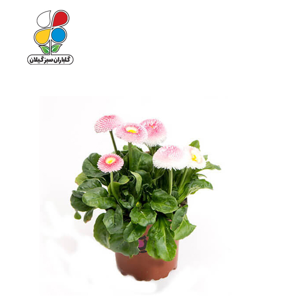 بذر گل مینا چمنی بسته بندی کوچک مدل GPSF7S 