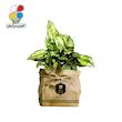 گیاه طبیعی آگلونما صدفی گلباران سبز گیلان مدل GN13-8K