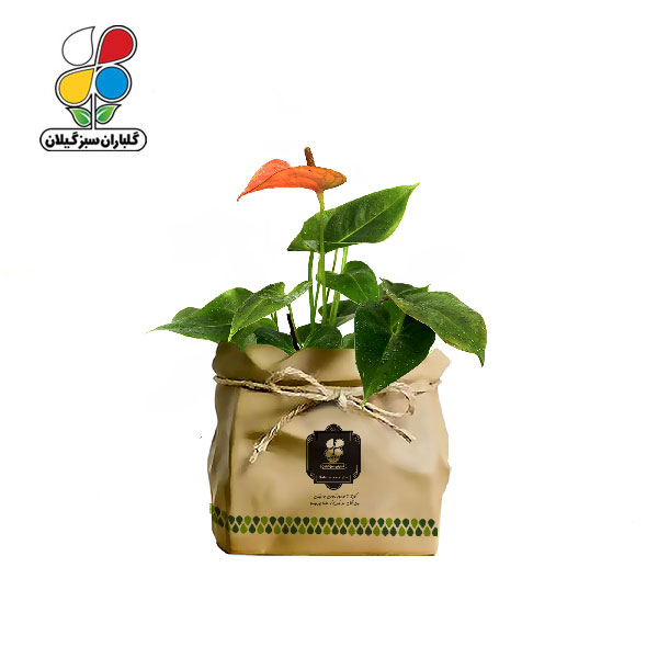 گیاه طبیعی آنتوریوم گلباران سبز گیلان مدل GN12-20K