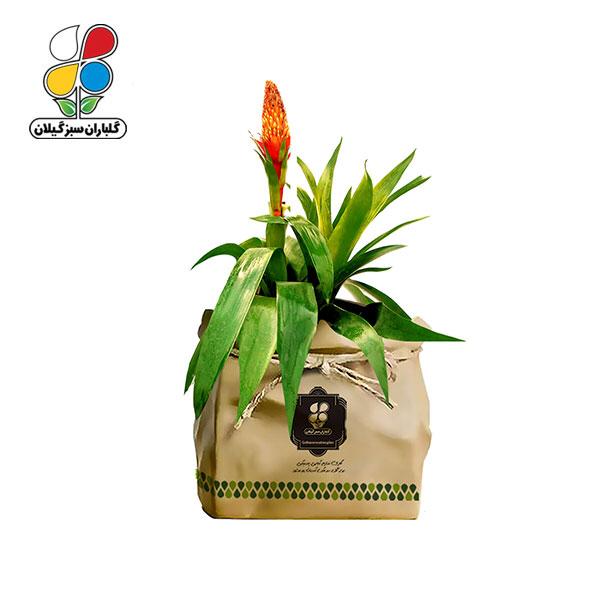 گیاه طبیعی ورزیا گلباران سبز گیلان مدل GN12-34K