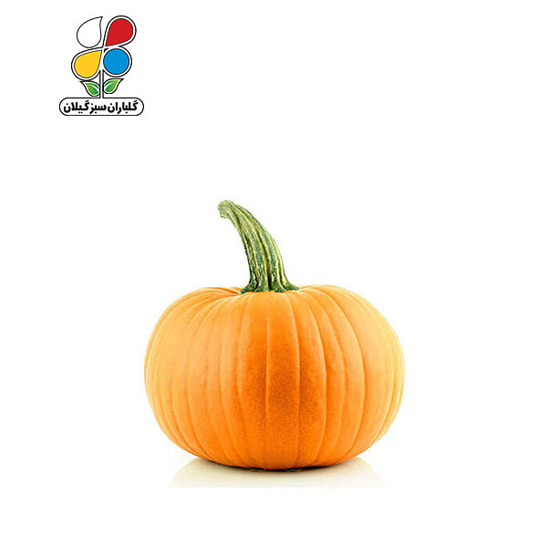 بذر کدو تخم کاغذی بسته 3 عددی مدل GPSH7L 
