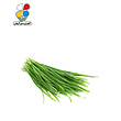 بذر تره بومی بسته 3 عددی مدل GPSV7L