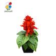 بذر گل سلوی بسته بندی کوچک مدل GPSF7S 