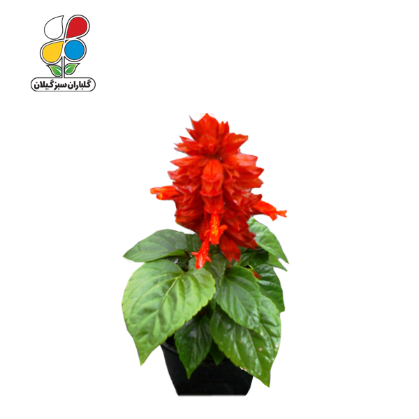 بذر گل سلوی بسته بندی کوچک مدل GPSF7S 