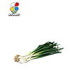 بذر پیازچه سفید بسته 3 عددی مدل GPSV7L