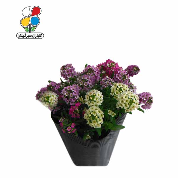 بذر گل آلیسوم بسته بندی کوچک مدل GPSF7S 