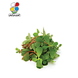 بذر خرفه بسته 3 عددی مدل GPSV7L
