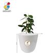 گیاه طبیعی فیکوس الاستیکا متوسط مدل GN13-2M 