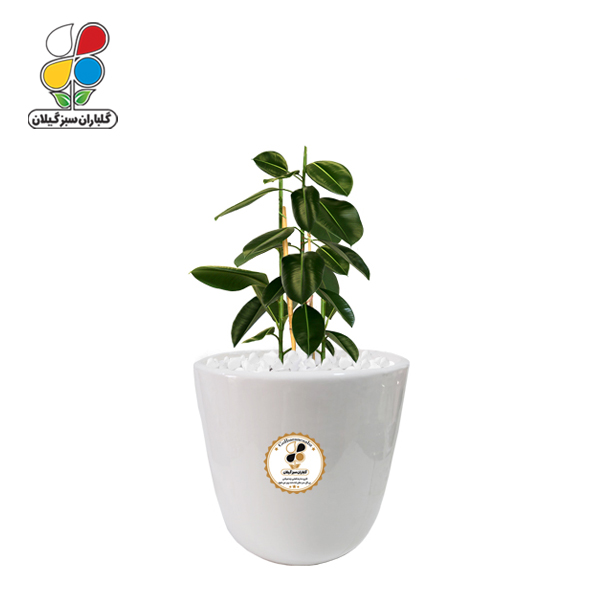 گیاه طبیعی فیکوس الاستیکا متوسط مدل GN13-2M 
