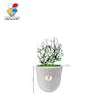 گیاه طبیعی افوربیا تیروکالی کوچک مدل GN13-3TS