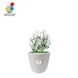 گیاه طبیعی افوربیا تیروکالی کوچک مدل GN13-3TS