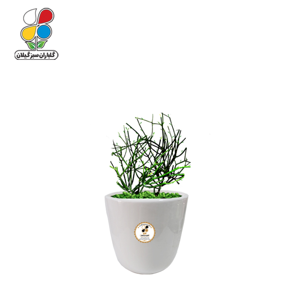 گیاه طبیعی افوربیا تیروکالی کوچک مدل GN13-3TS