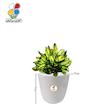 گیاه طبیعی آگلونما صدفی کوچک مدل GN13-8S