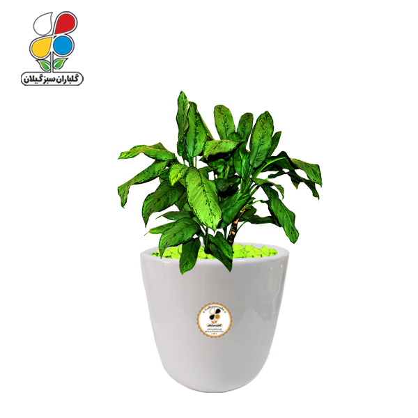 گیاه طبیعی آگلونما سبز متوسط مدل GN13-9M