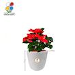 گیاه طبیعی بنت قنسول کوچک مدل GN12-23S 