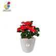 گیاه طبیعی بنت قنسول کوچک مدل GN12-23S 