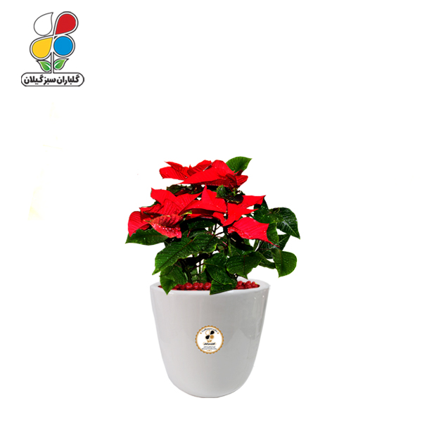 گیاه طبیعی بنت قنسول کوچک مدل GN12-23S 