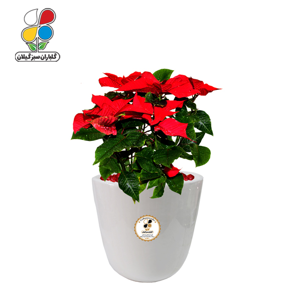 گیاه طبیعی بنت قنسول متوسط مدل GN12-23M 