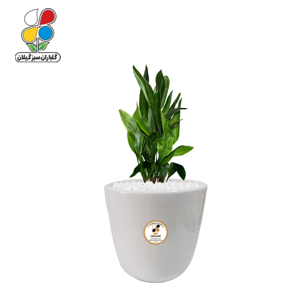  گیاه طبیعی عبایی مدل متوسط GN12-6M