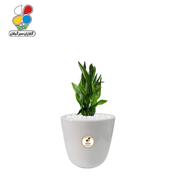گیاه طبیعی عبایی مدل کوچک GN12-6S 
