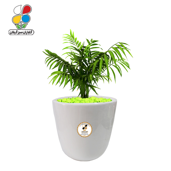 گیاه طبیعی شامادورا متوسط مدل GN13-22M  