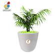 گیاه طبیعی شامادورا بزرگ مدل GN13-22L 