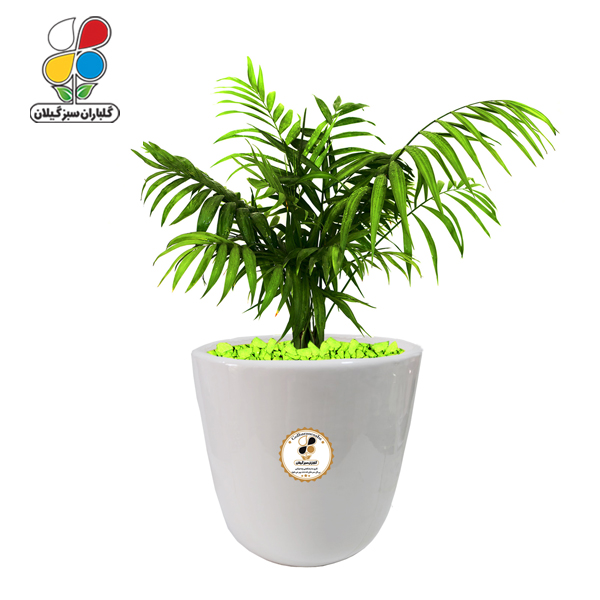 گیاه طبیعی شامادورا بزرگ مدل GN13-22L 