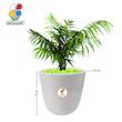 گیاه طبیعی شامادورا بزرگ مدل GN13-22L 