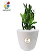 گیاه طبیعی عبایی مدل بزرگ GN12-6L 